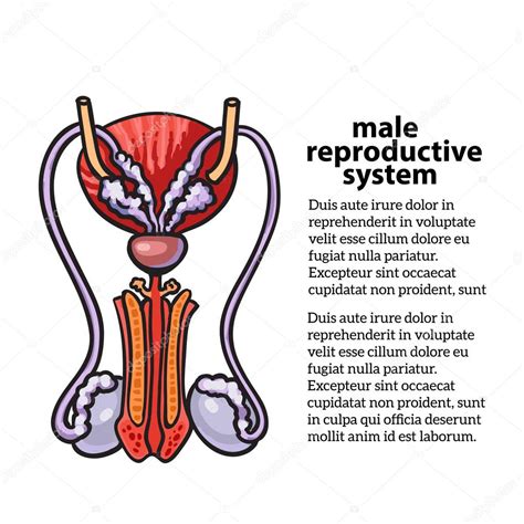 reproductor masculino - decoração mundo bita masculino